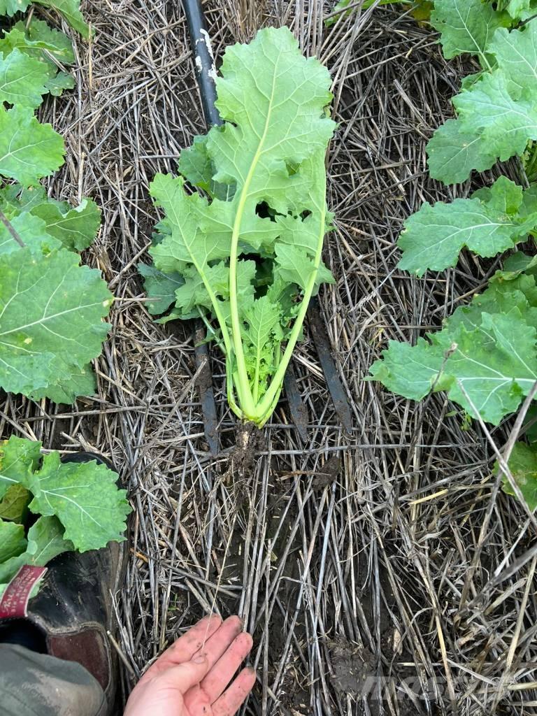 Horsch Focus 6 TD Сеялки