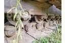 CAT D9H Гусеничные бульдозеры