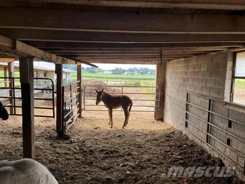  Mule Colt Оборудование для животноводческих ферм