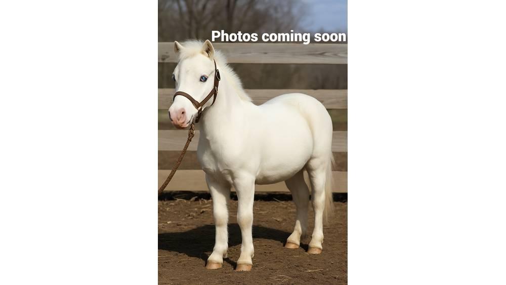  Pony 40" Доильное оборудование