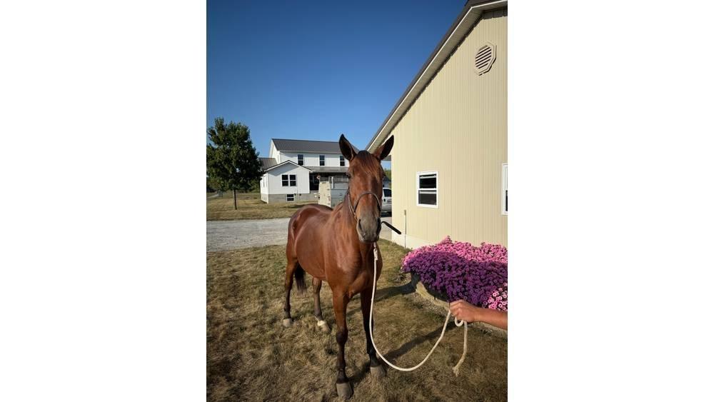  Horse Standardbred Оборудование для животноводческих ферм