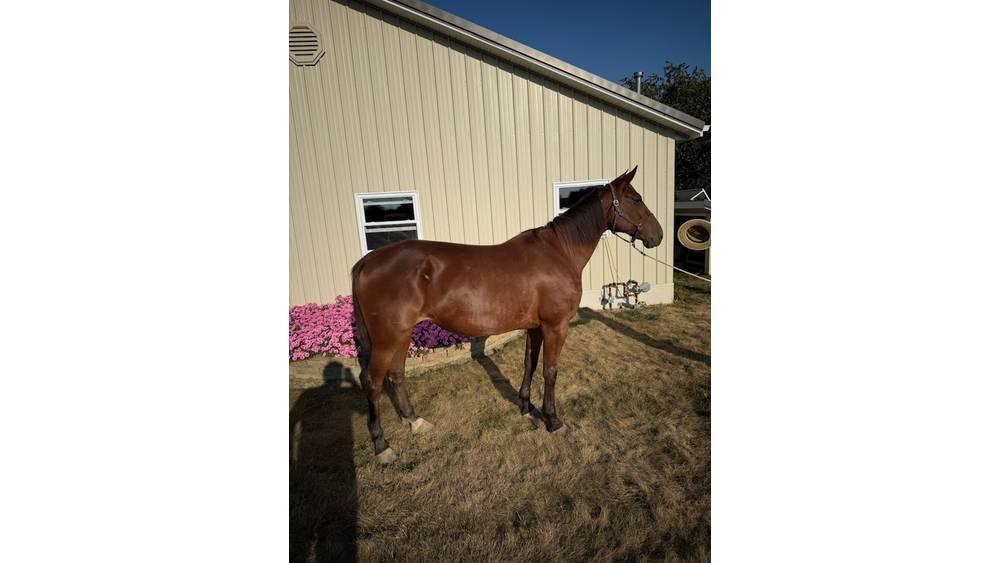  Horse Standardbred Оборудование для животноводческих ферм