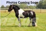  Horse Standardbred Оборудование для животноводческих ферм
