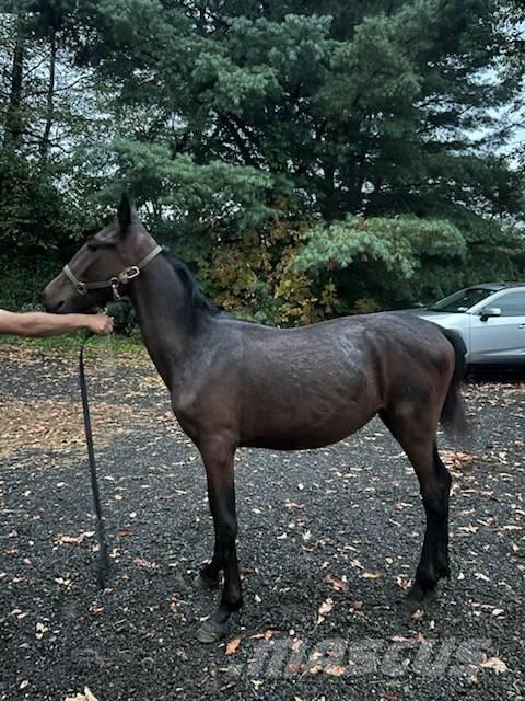  Horse Standardbred Оборудование для животноводческих ферм