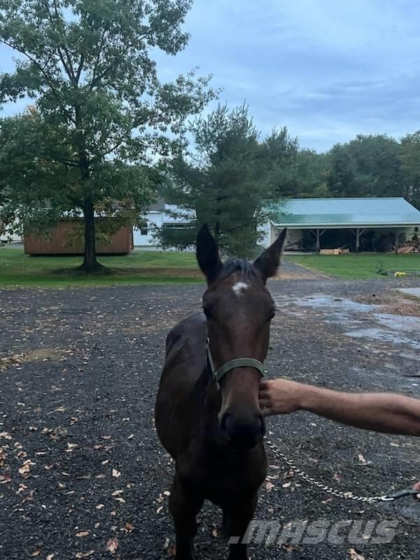  Horse Standardbred Оборудование для животноводческих ферм