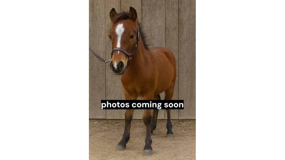  Pony Stallion 35in Доильное оборудование