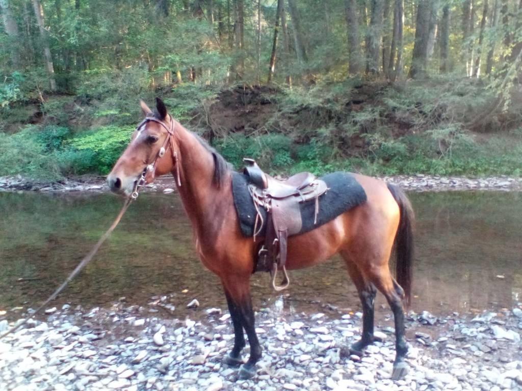Morgan Mare Оборудование для животноводческих ферм