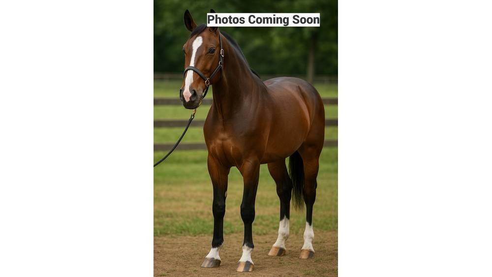 Standardbred Gelding Доильное оборудование