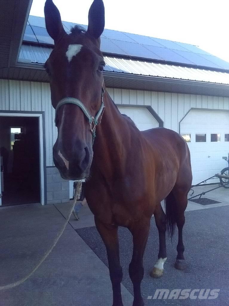  Standardbred Gelding Доильное оборудование