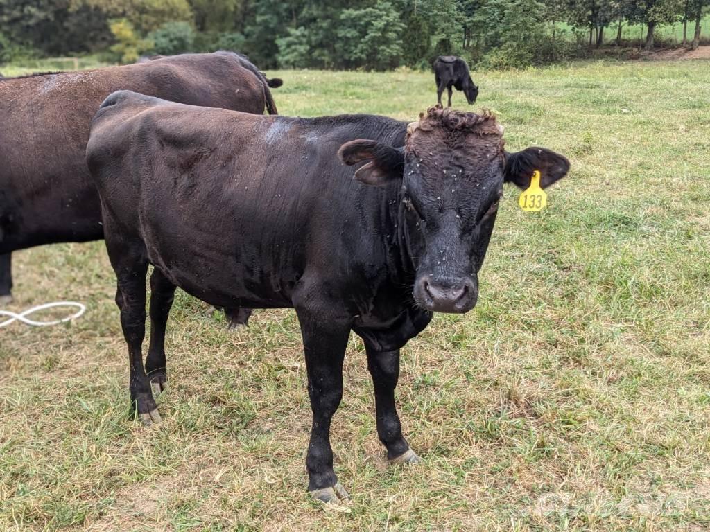 Bull (Organic Farm) Доильное оборудование