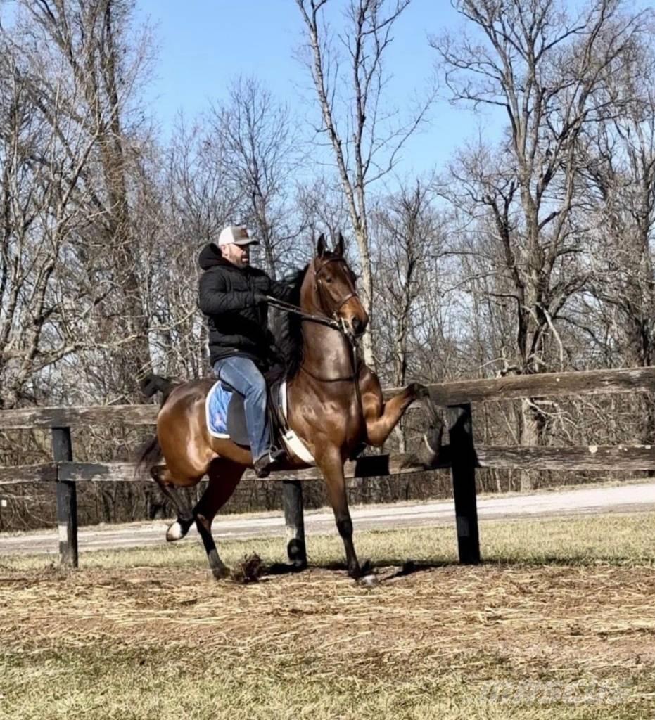  Horse Saddlebred Оборудование для животноводческих ферм