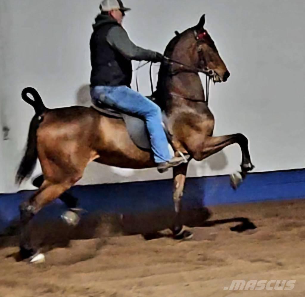  Horse Saddlebred Оборудование для животноводческих ферм