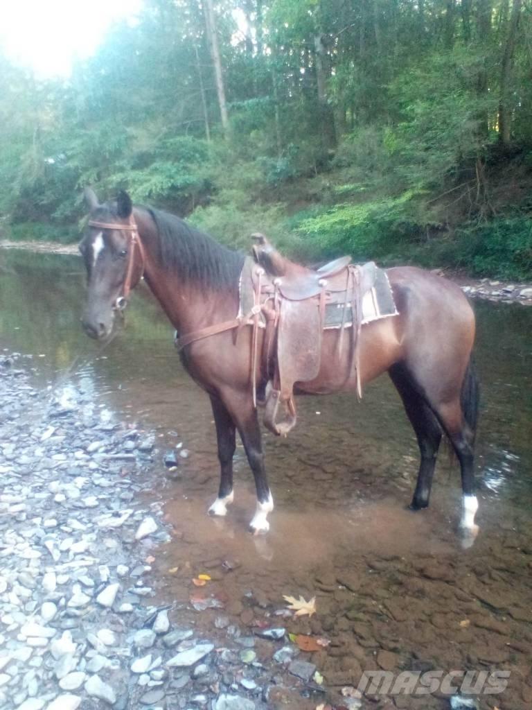  Horse Standaredbred Оборудование для животноводческих ферм