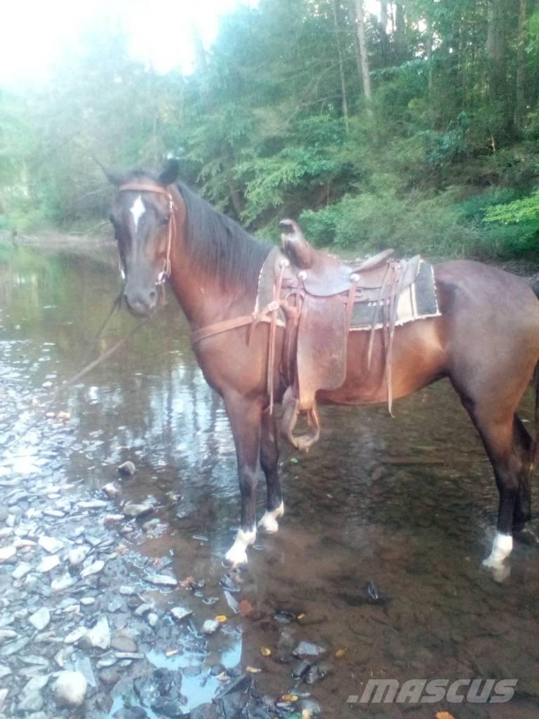  Horse Standaredbred Оборудование для животноводческих ферм