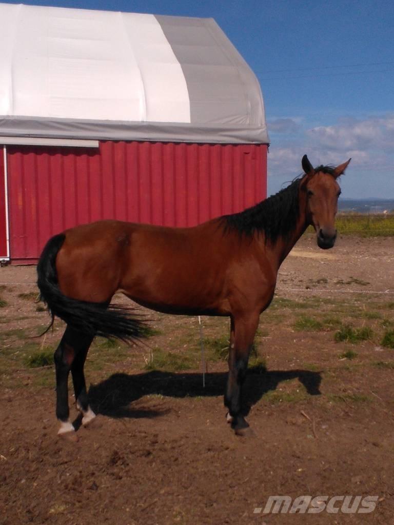  Horse Family Оборудование для животноводческих ферм