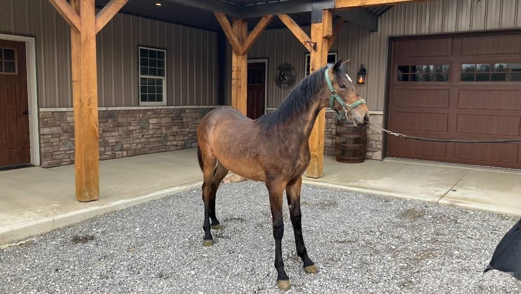 Morgan Filly Навесное оборудование и запчасти