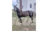  Horse Mare Оборудование для животноводческих ферм