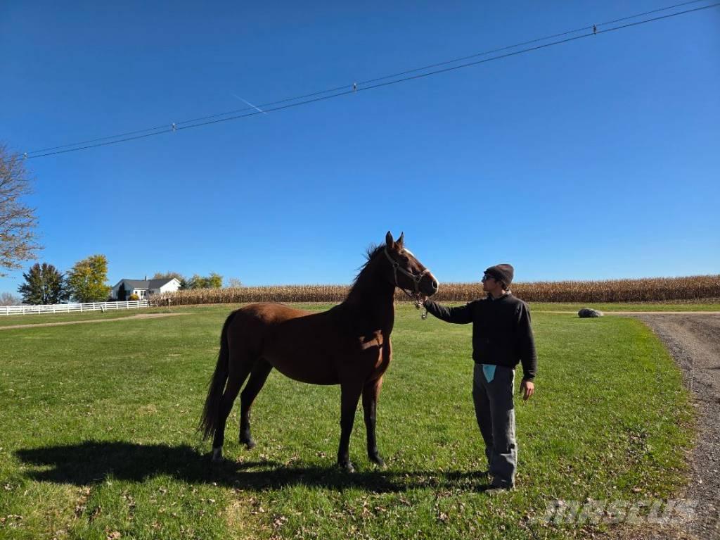  Horse Mare Оборудование для животноводческих ферм
