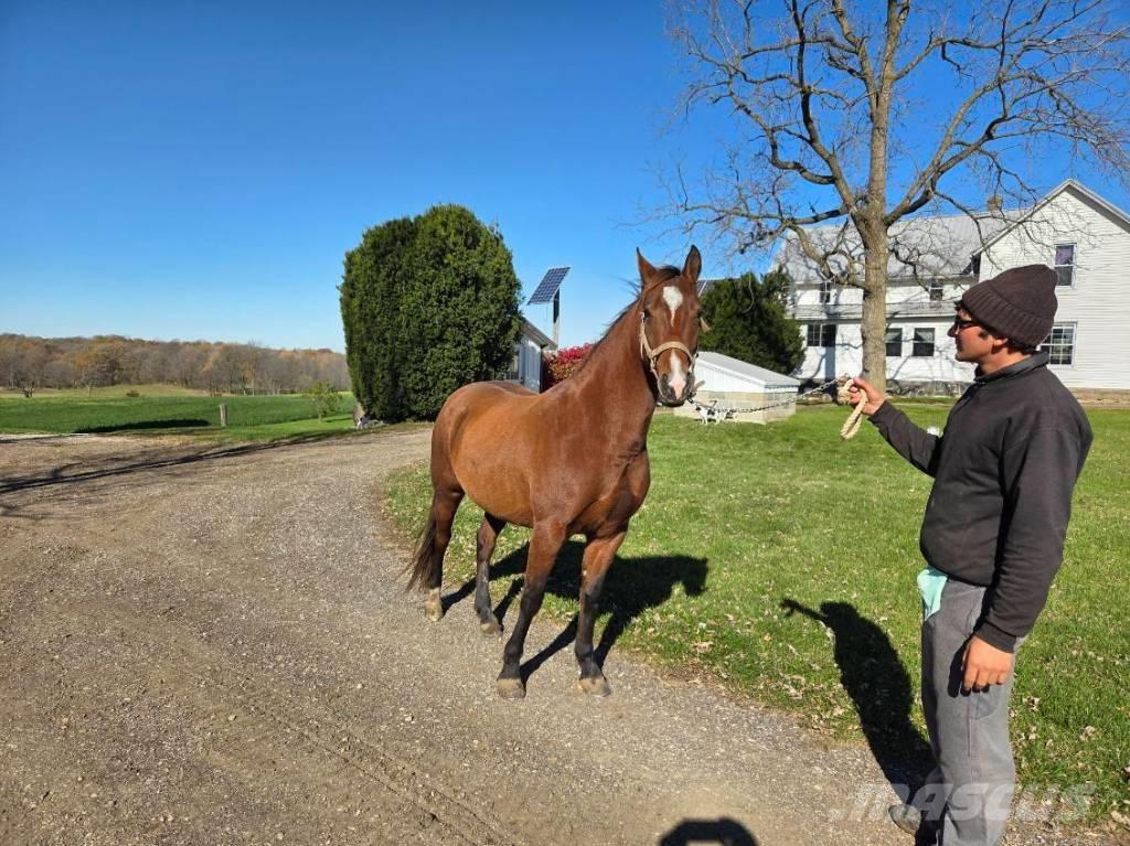  Horse Mare Оборудование для животноводческих ферм