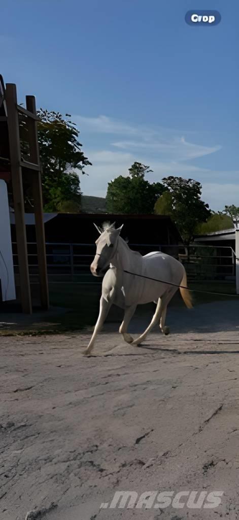  Horse Mare Оборудование для животноводческих ферм