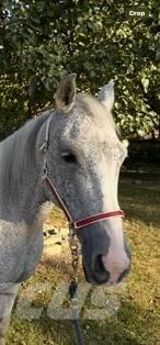 Horse Mare Оборудование для животноводческих ферм