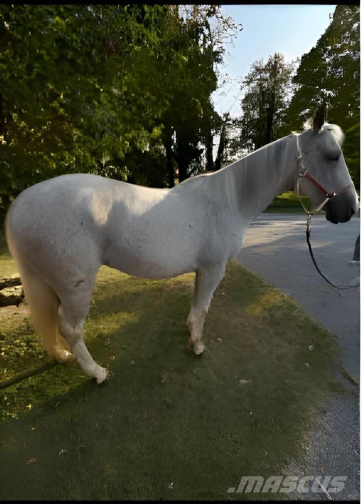  Horse Mare Оборудование для животноводческих ферм