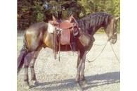  Horse Gelding Оборудование для животноводческих ферм