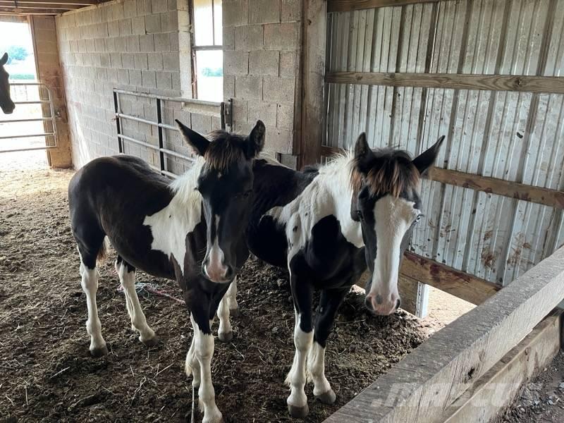 Horse Male Оборудование для животноводческих ферм