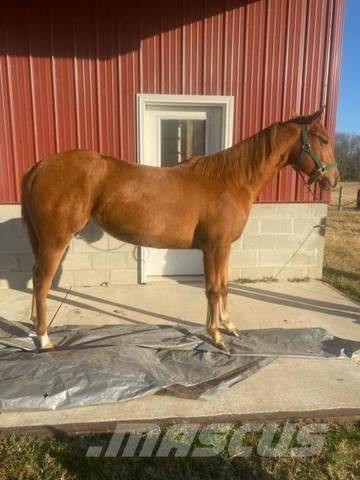  1-Year-Old Mare Строительная техника - Другие