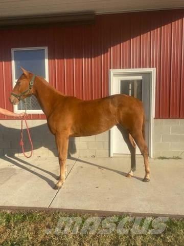  1-Year-Old Mare Строительная техника - Другие