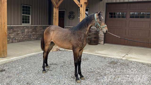 Morgan Filly Строительная техника - Другие