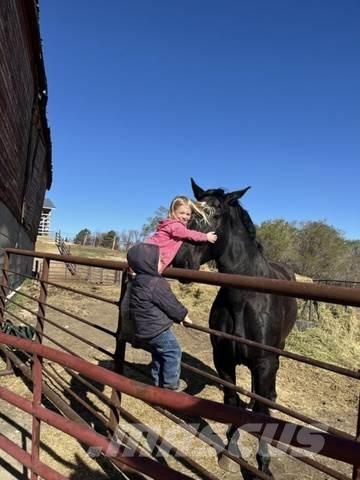  Percheron Team Строительная техника - Другие